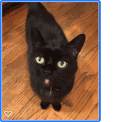 Shadoe is easy going, small, not terribly demanding. She is also blind - we are now limiting her to one room (the dining room) because she seemed to be getting lost in larger spaces. She deeply appreciates pats and a good lap, will purr up a storm.