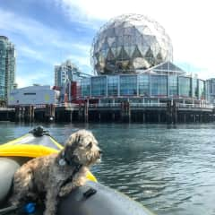 Bailey checking out Science World in Vancouver, British Columbia