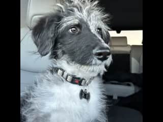 Blu is a Bordoodle, 1/2 border collie and 1/2 moyen poodle.