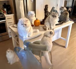 These lovely's were a sit in Irvine CA. SEVEN furbabies!