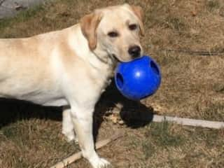 Back yard with her favorite Jolly ball