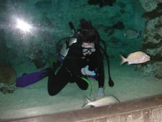 I volunteered for two years at the National Aquarium in Baltimore as a diver and aquarist. I also have experience in Marine Mammal rescue (i.e., dolphin mass stranding) from my time working in the Florida Keys.