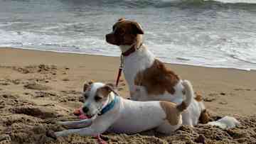Beach Bums - Lillie and Dave (Virginia Beach, VA) During our stay, Dave mastered wave tag while Lillie perfected digging holes!
