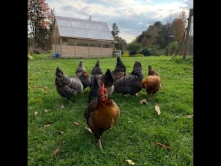 Our eight chickens in their first year. They are now going into their second winter.