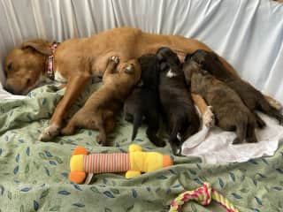 Foster care litter :)