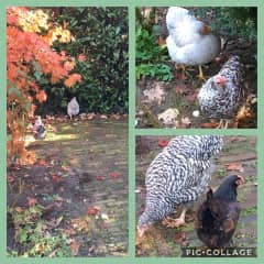 Our various chickens