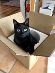 She LOVES to play and besides throwing toys, she also loves boxes, of course!