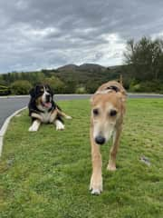 Two of our favourites, Barney the St. Bernard/Bernese Mix, and Tommy, a beautiful rescue Whippet.