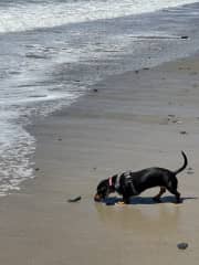 checking out the waves in San Diego