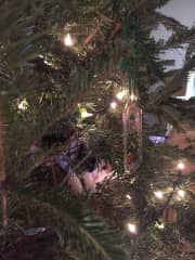 IN the Christmas tree