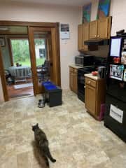Eleanor our cat loves the kitchen!