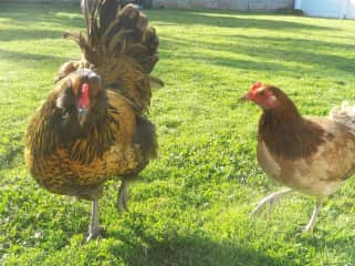 Loa (left) lays blue eggs, and Billie (right) lays tan eggs, usually about 1 per day each,  when Billie's not broody anyway (which can be frequent <grin>).