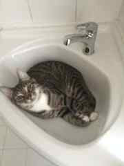 relaxing in the sink