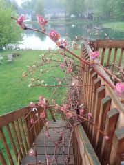 our house backyard near the  pond