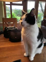 Puffin in Aberlour, who was very patient with me giving him his pills.
