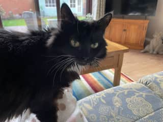 Sooty, my beautiful old girl