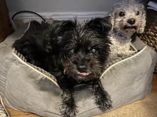 Ziggy is happy go lucky & loves wiggling his stubby tail. He is always snuggling next to his sisters Chloe & Lulu.