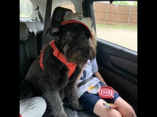 He loves to go places, especially the dog park!