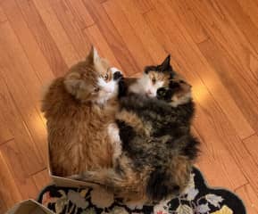 Indie and Snowshoe (Snowshoe recently deceased).