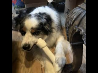 When we have coffee,  we tell Rush to get his bone and join us.  He does.