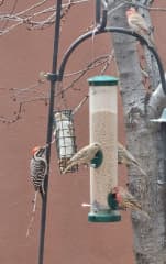 Birds gotta eat! You can help! Ladderback Woodpecker and many finches, sparrows and other small birbs. Plus a flock of fat pigeons.