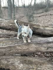 One of his favorite things to do is go for a walk in the woods