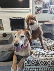 Pups showing the fireplace downstairs!