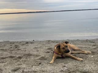 At the park on the bay! Gussie loves to go hear and run on the beach!