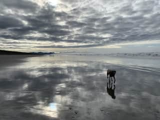 Our beaches are vast and nearly empty when it's not a high peak tourist day. Plenty of open space to run and play!