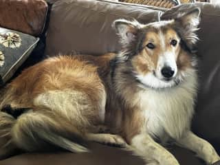 Yes I’m allowed on the sofa, but not the beds.