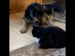 Eva and our cat saying hello