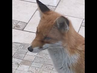 FOX