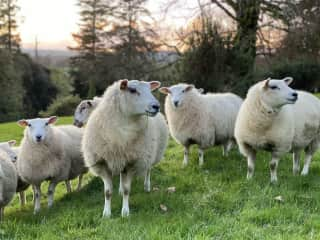 A few of our wooly friends!