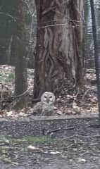 Barred owl in back