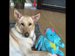 Favourite stuffy…..Dino