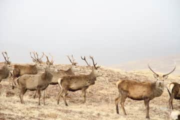 Wild stags on the Corrieyairack Pass