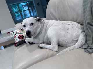 Darling is super friendly with people and Bender. She’s an old lady and likes a good bed and belly scratches.