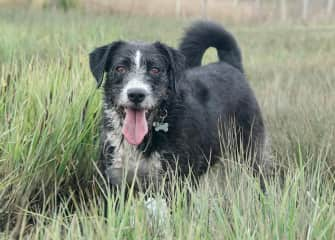 She is a fun loving dog & can be quite vocal when out on walks.