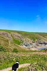 Bean looking At Penycwm Beach