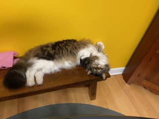 He's a bit silly and often will be found in this position!