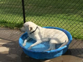 Kimber also enjoys cooling off on a hot day but then she tends to roll in the dirt! Her hair is so silky, though, that it tends to just fall off before she comes back into the house!