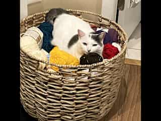Nesting