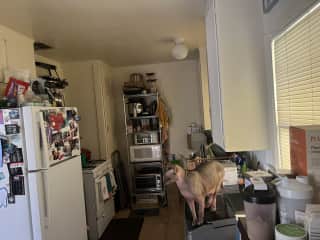 Kitchen with my supervisor watching