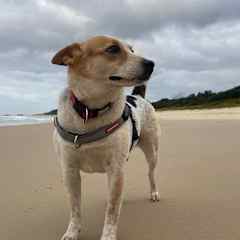 Crescent Head beach (there’s a nice dog friendly beach we frequent!)