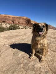 Atlas is our super-chill dog. Enjoys walks on the trails and laying on the cool floor all day long when he gets home. Very obedient, sweet, and calm. He doesn’t love other dogs in his space though, so we ask that our sitters not bring their pets.