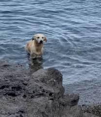 A cross between a collie and golden retriever, Cici enjoys her walks and human company.