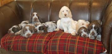 This was me before I came to my new home.  I’m the one in the middle!  I’m a lot bigger now but still called ‘The little ‘n’!