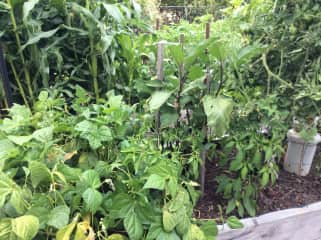 Vegetable beds