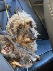 Gustav and Tilly love car rides.