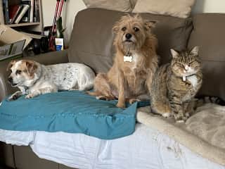 Brock, Mia & Molly